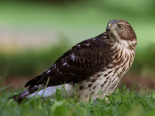 juvenile cooper's hawk on low-lying field