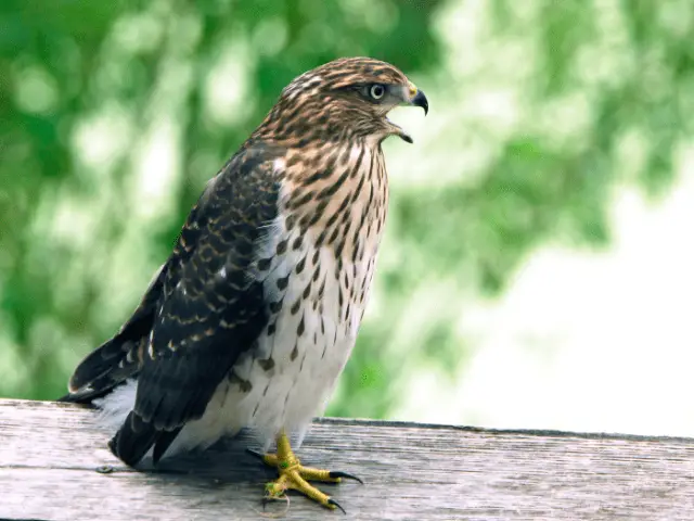 A juvenile cooper's hawk