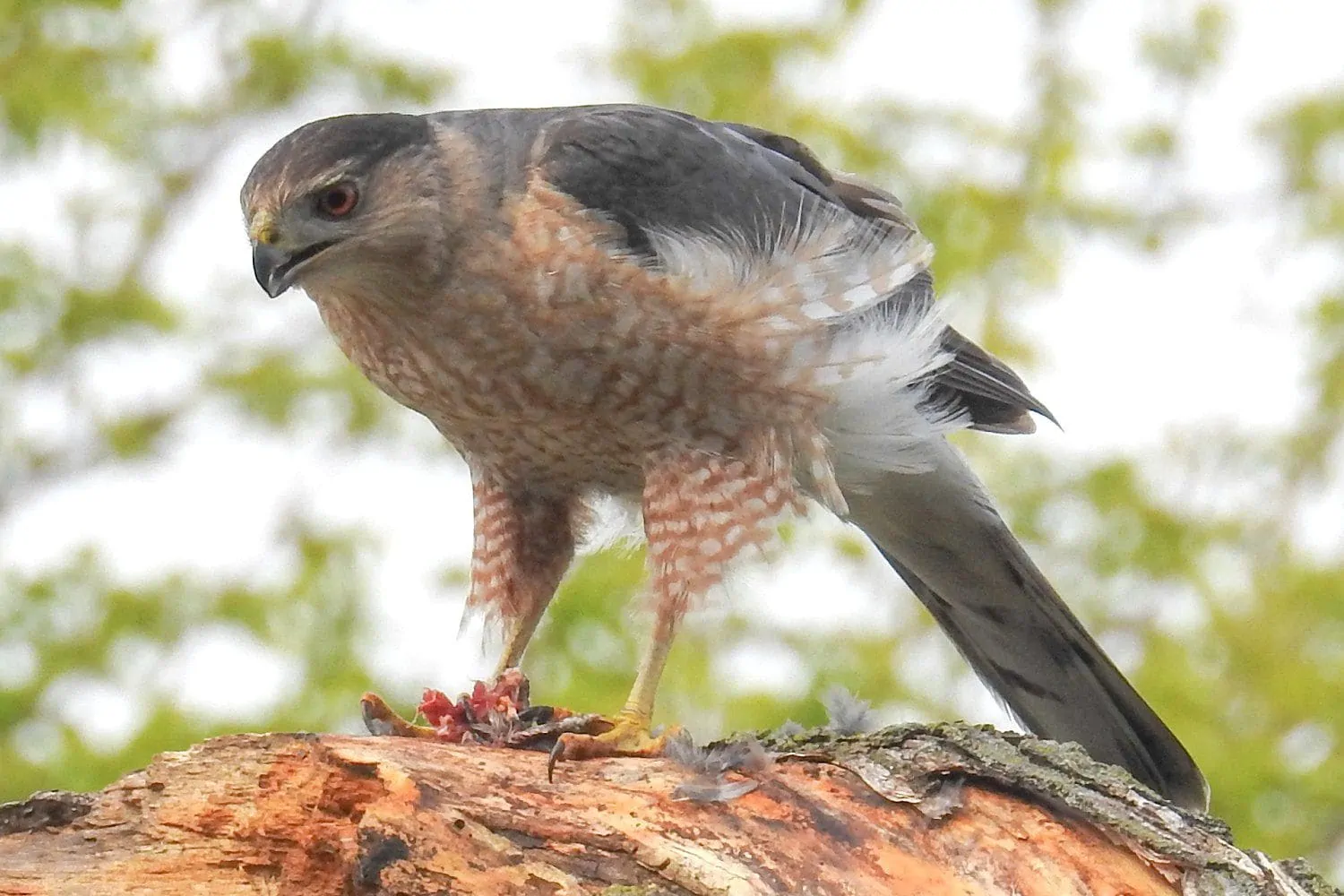 A juvenile cooper's hawk