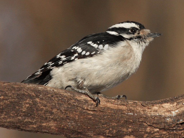 Downy Woodpecker in summer