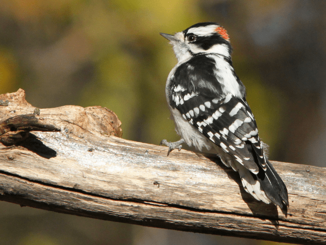 Woodpecker on a branch in summer