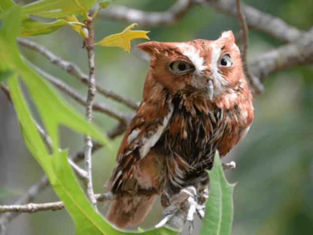 Eastern-screech owl on a branch