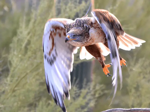 A large ferruginous hawk flying off a tree