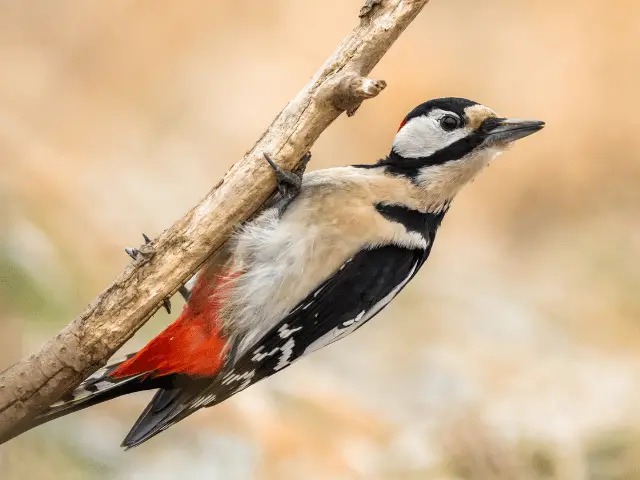 Woodpecker hanging on a tree branch