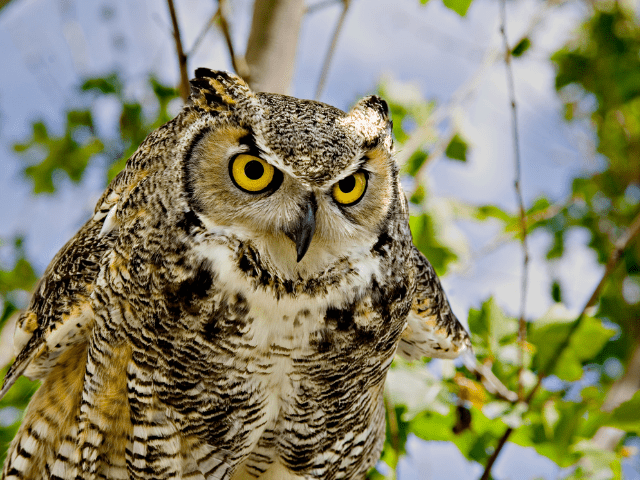a great-horned owl at top of a tree