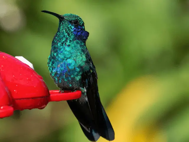 green violetear hummingbird on a feeder