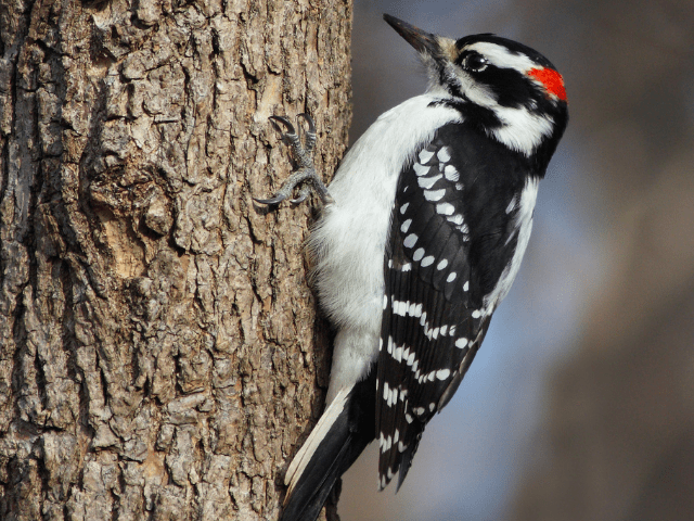 Hair woodpecker pecking through tree