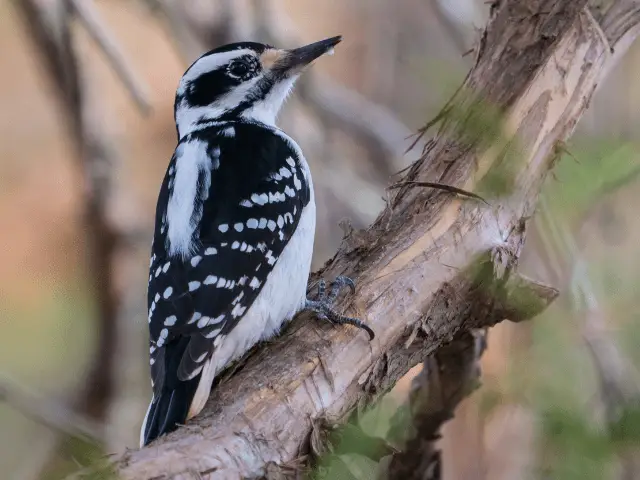 female hairy woodpecker on a branch