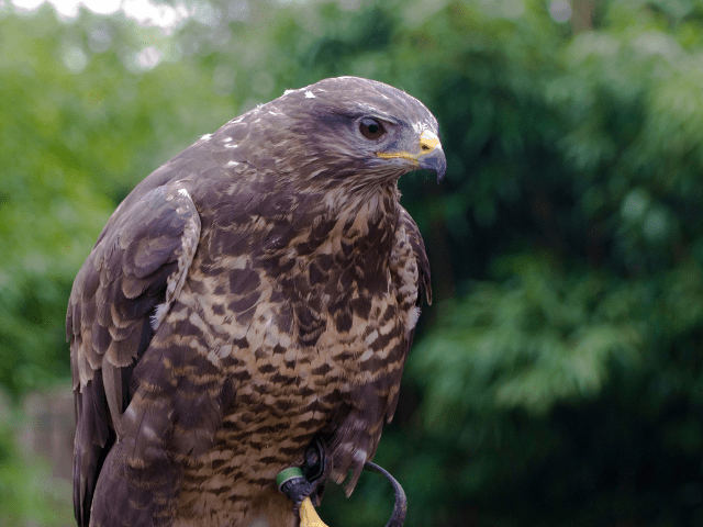 Hawk looking on a prey