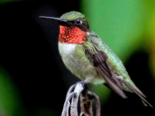 Green and red hummingbird on a small branch