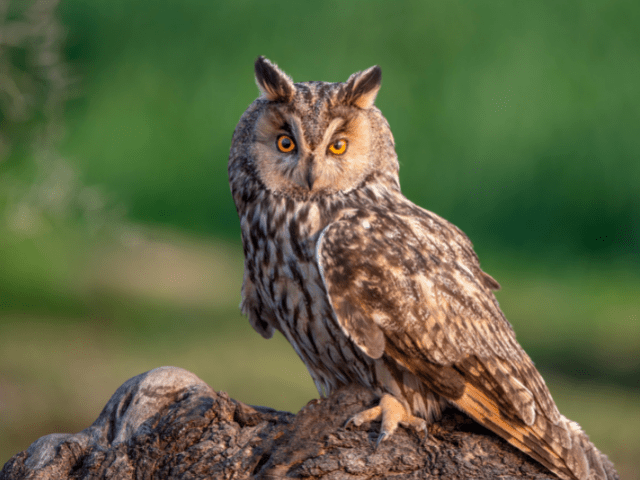 long-eared owl at a stone