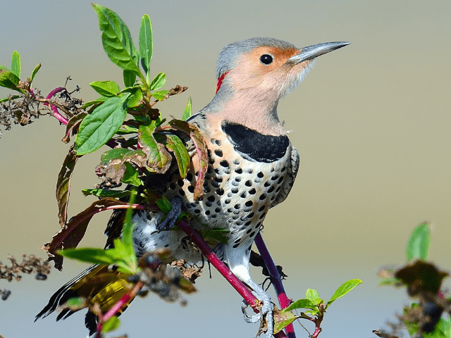 Northern flicker with leaves on a branch
