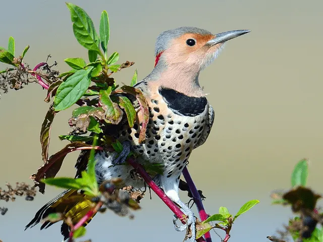 Northern Flicker sitting on a bush
