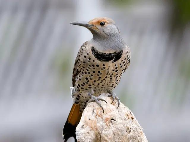 Northern Flicker on a snag