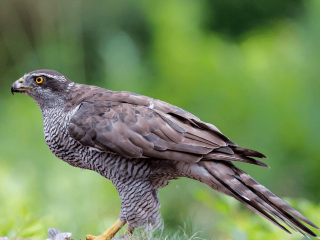 northern goshawk eating in the forest