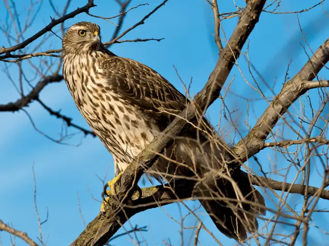 Northern goshawk perched on a tree