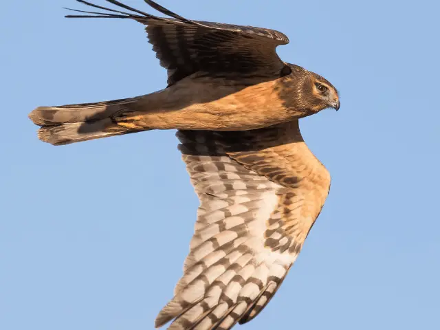 Northern Harrier flying in the sky