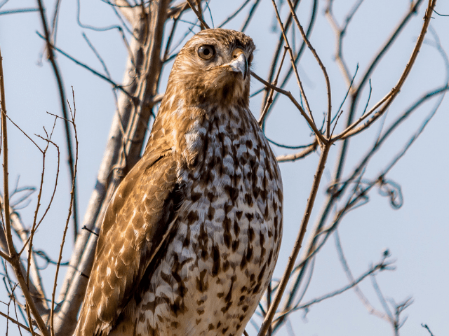 northern harrier hunting for a prey on top of a tree