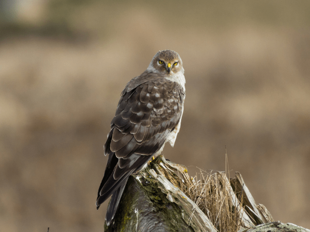 male Northern Harrier sitting on top of a tree
