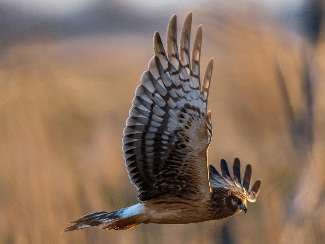 Northern Harrier flying hunting for prey