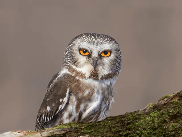 northern saw-whet owl on a fallen tree