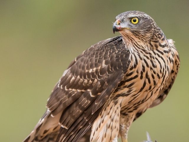 northern goshawk eating a prey