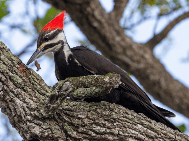 Red and black woodpecker perched on a tree