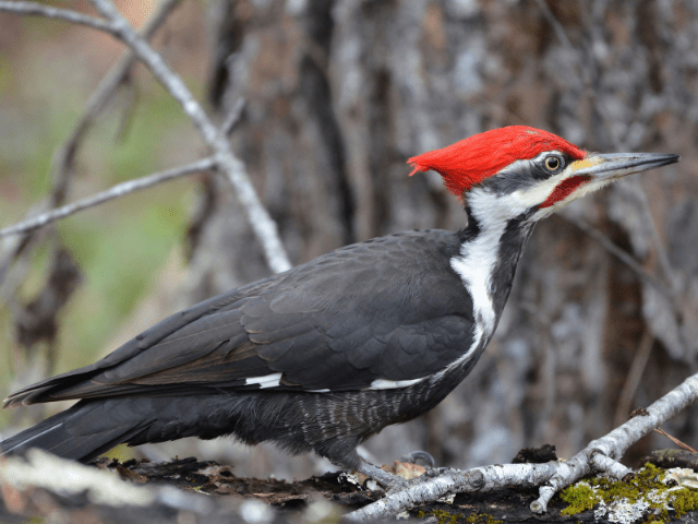 Pileated Woodpecker in the woods