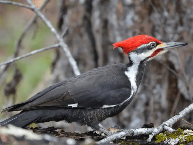 Pileated Woodpecker in the woods