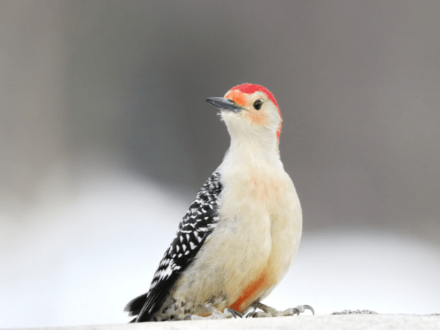 A red-bellied woodpecker that flew in looking for food