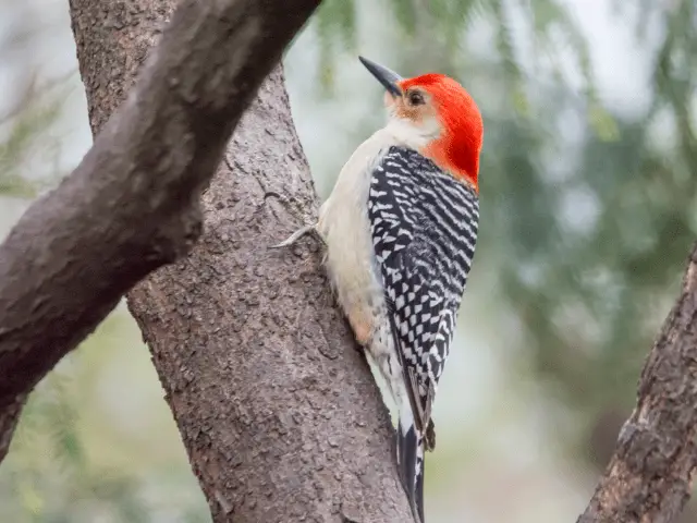 woodpecker perched on a tree