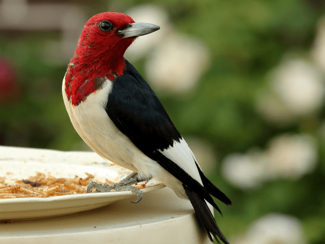 Red-headed woodpecker on a feeder