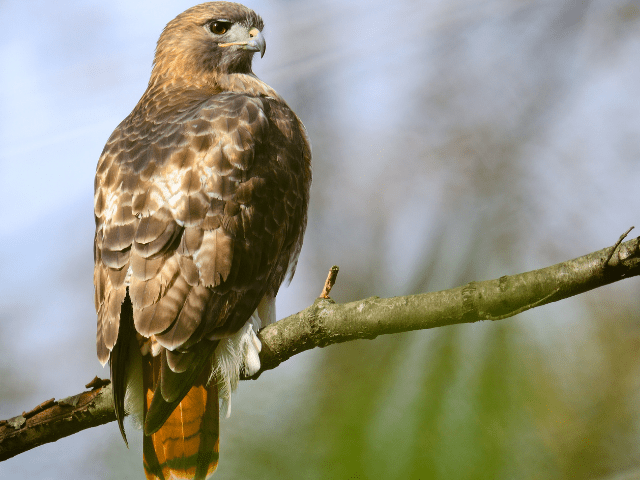 red-tailed hawk looking behind