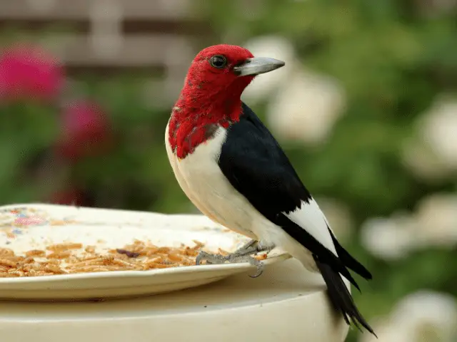 read-headed woodpecker stopping on a feeder