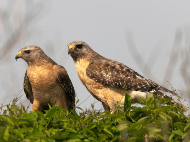two red-shouldered hawk standing behind bush