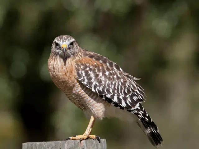 Red-shouldered hawk staring