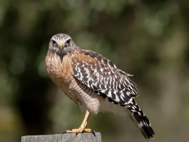 Red-shouldered Hawk on a post