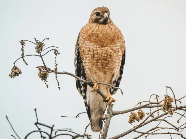 red-shouldered hawk on a tree