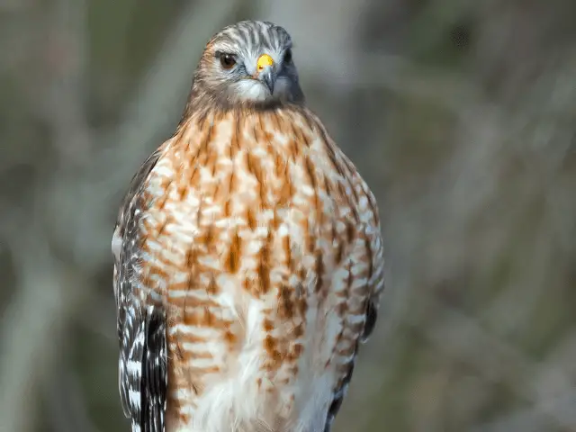 red-shouldered hawk staring at a targeted prey