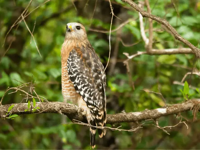 red-shouldered hawk in a forest