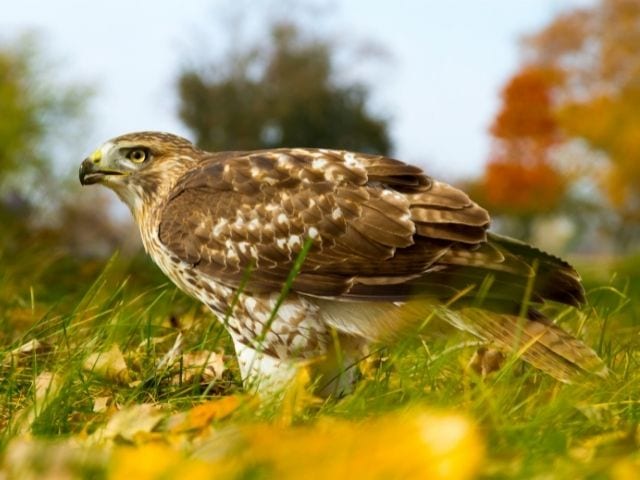 red-tailed hawk on the ground