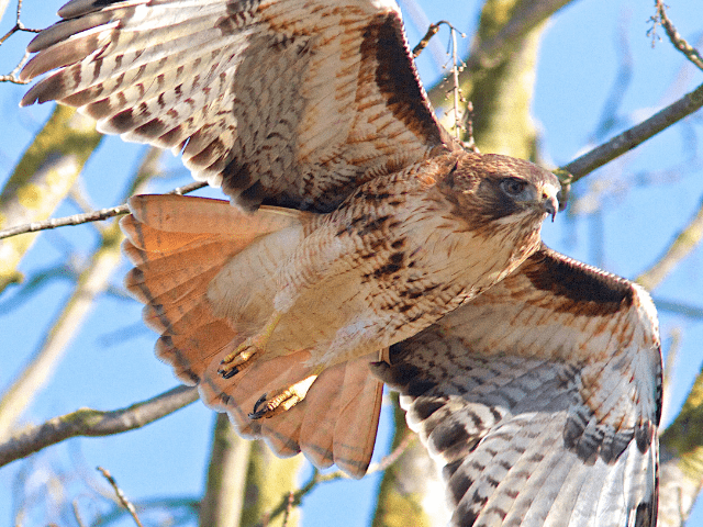 a red-tailed hawk flying for prey