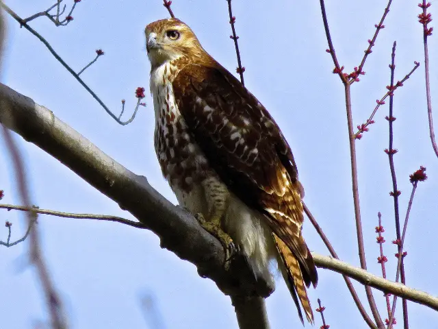 red-tailed hawk on a tree branch