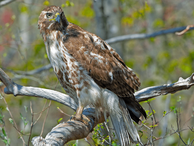 red-tailed hawk on a tree