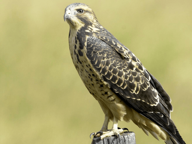 rough-legged hawk on top of a half tree