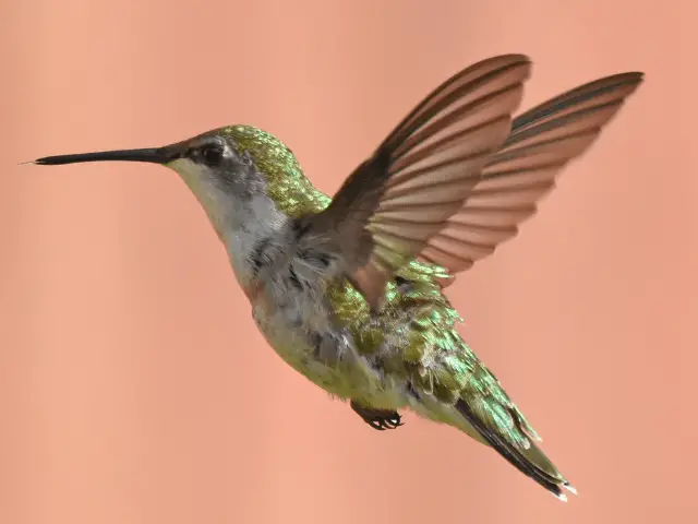 Ruby-throated hummingbird flying