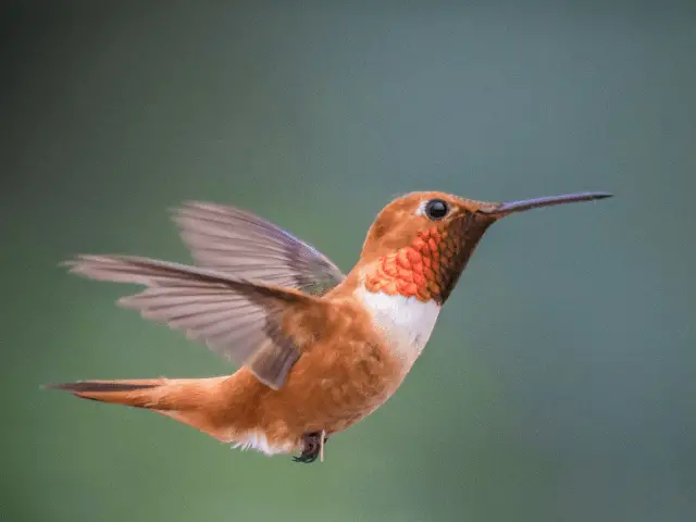 rufous hummingbird flying to a tree