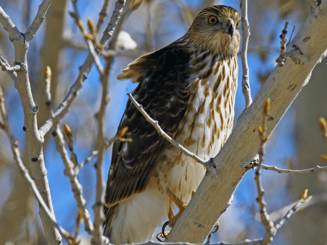 sharp-shinned hawk perched on a tree