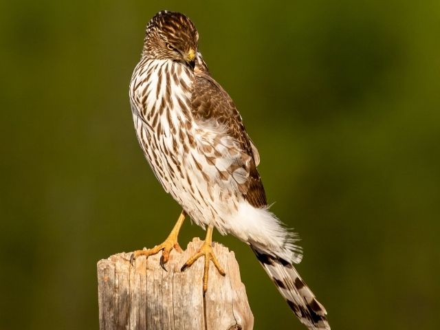 sharp-shinned hawk looking down