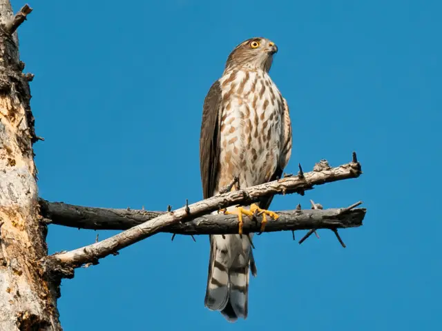 sharp-shinned hawk perched on a tree